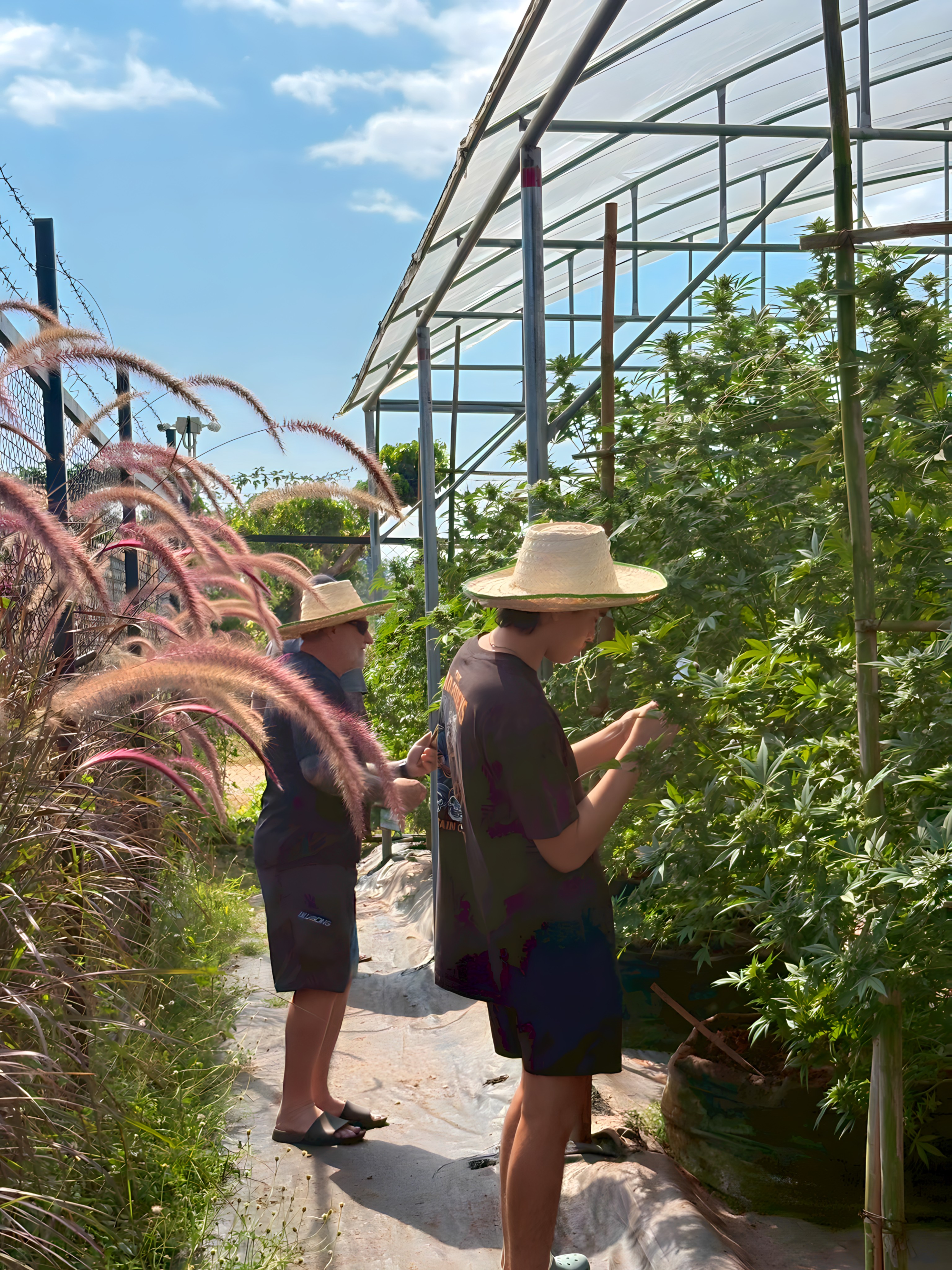 Visitors learning about cannabis cultivation at Happy Herb Farm
