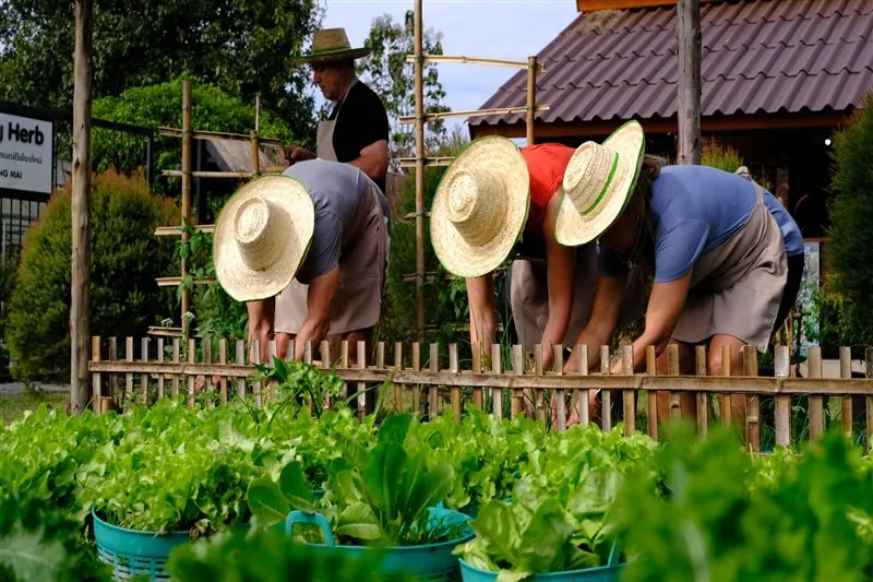 Cooking class guests picking fresh lettuce from the organic garden