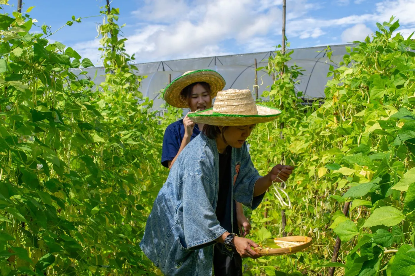 Local guide helping a guest gather fresh garden ingredients