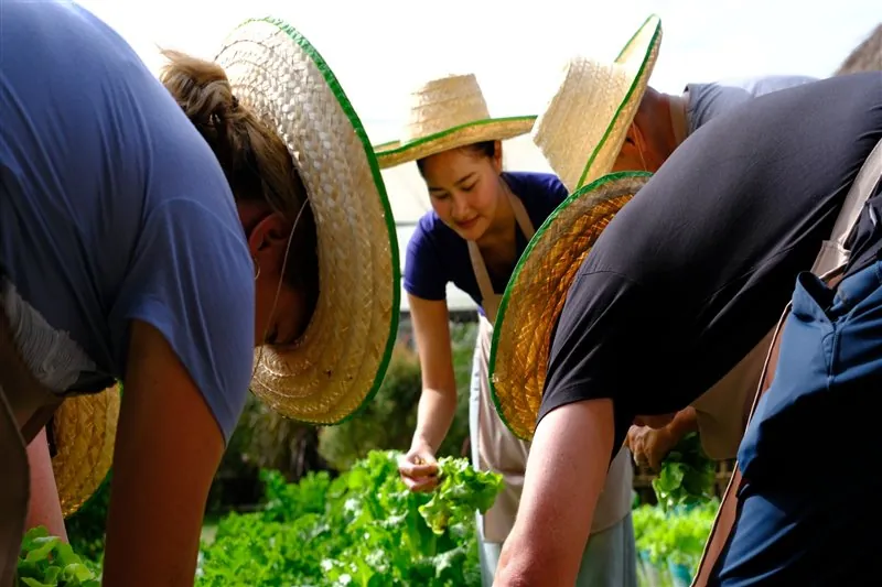 Students picking vegetables together in the Happy Herb garden