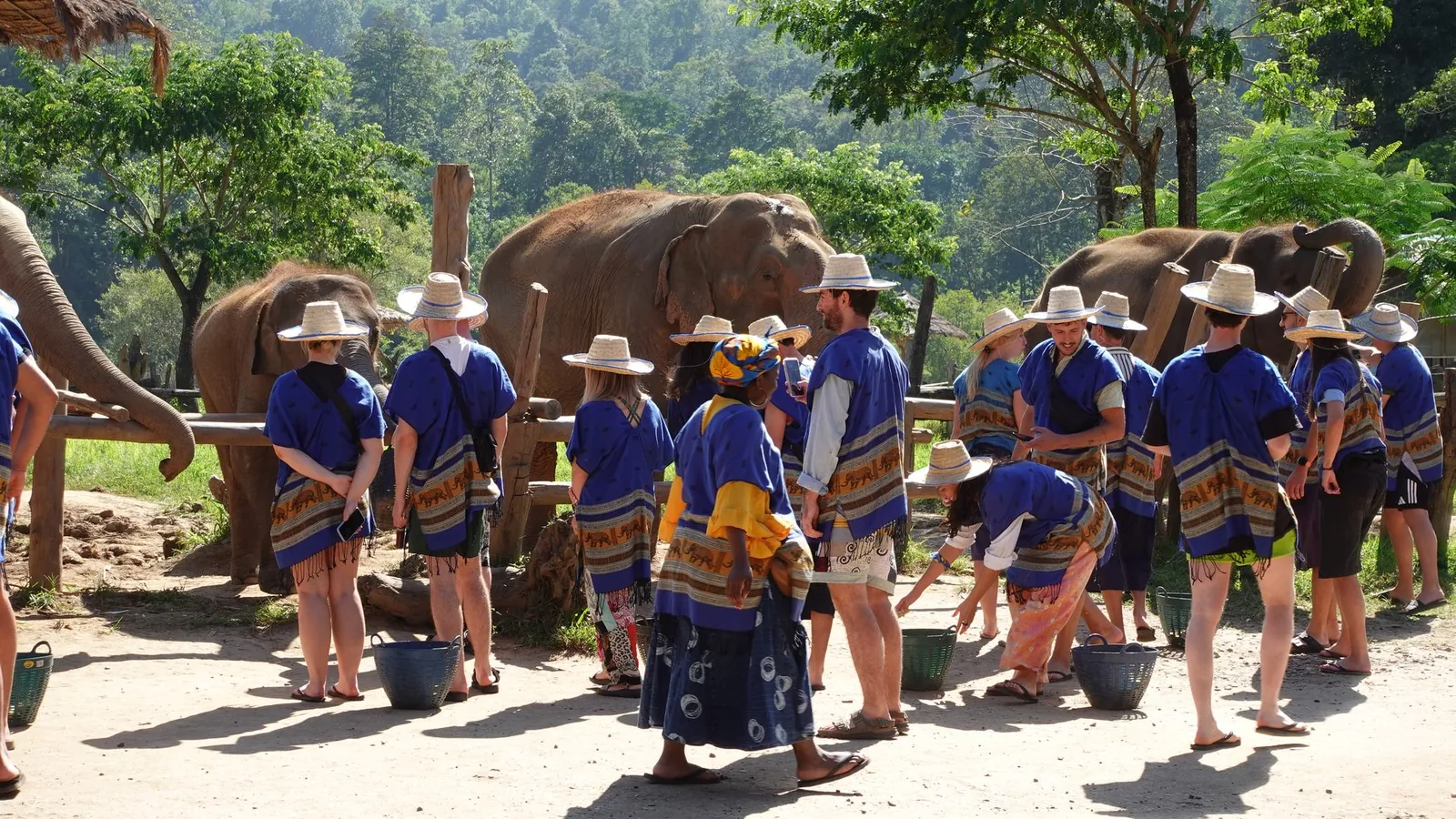 Guests observing elephants in their natural surroundings