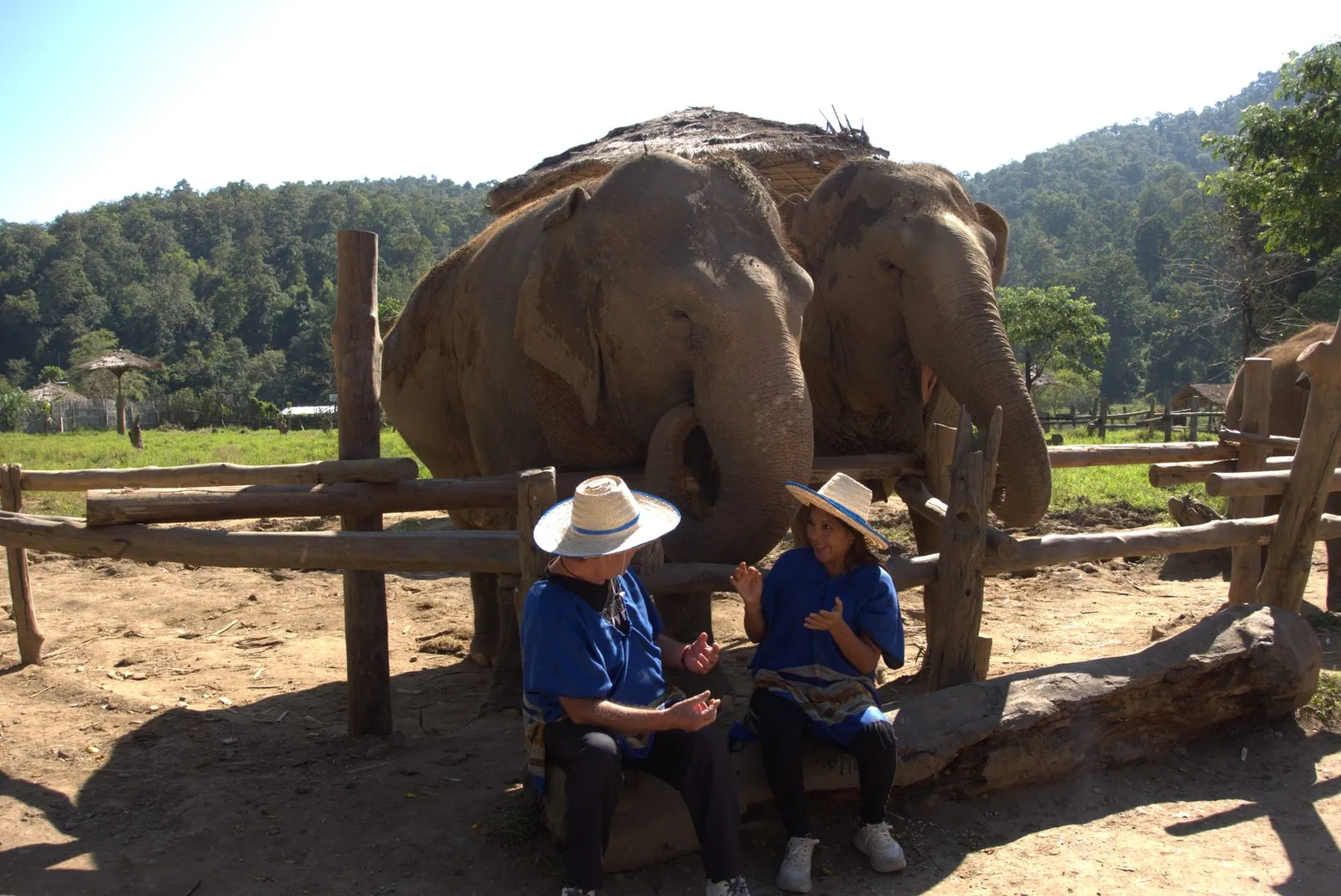 Elephant sanctuary visit included in a Happy Herb experience
