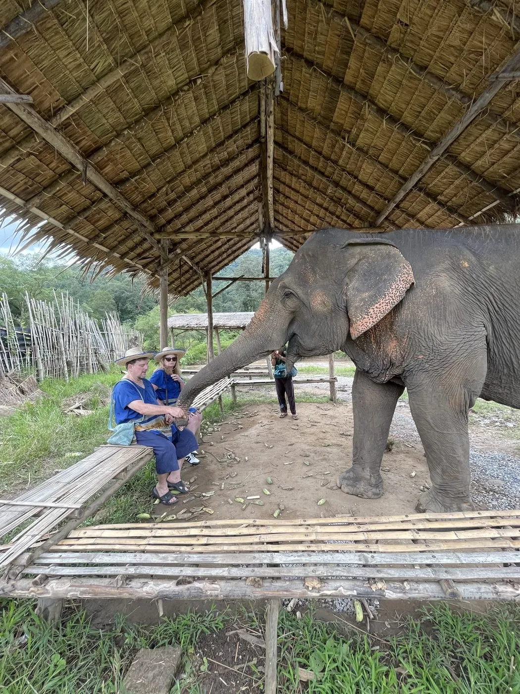 Happy Herb guests enjoying an ethical elephant sanctuary program