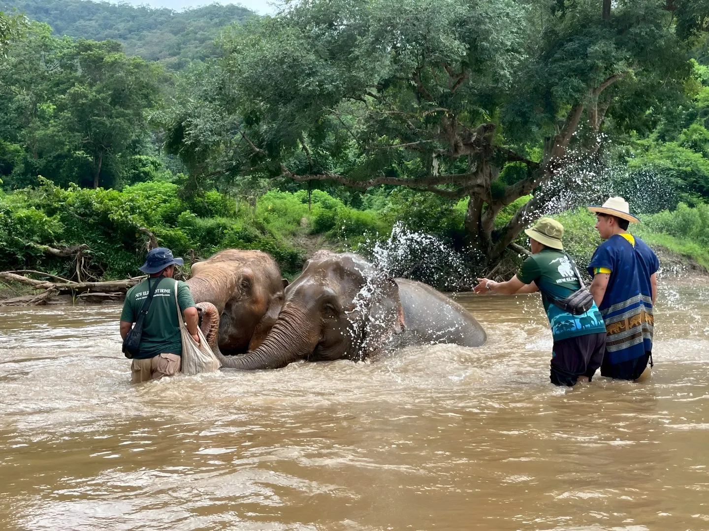 Elephants and visitors together beside the sanctuary river
