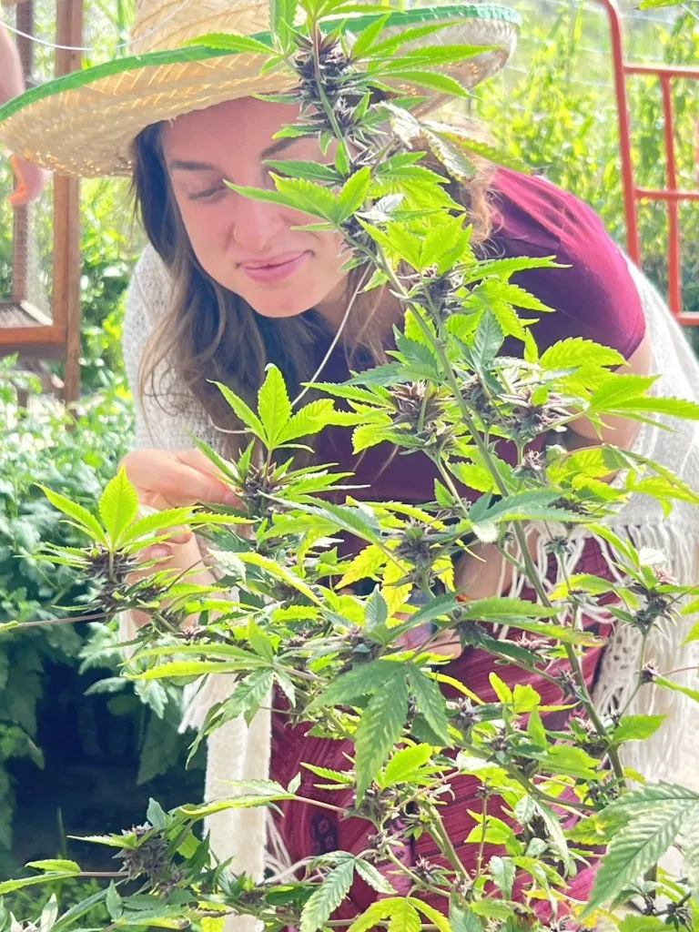 Visitor discovering mature cannabis plants inside the greenhouse