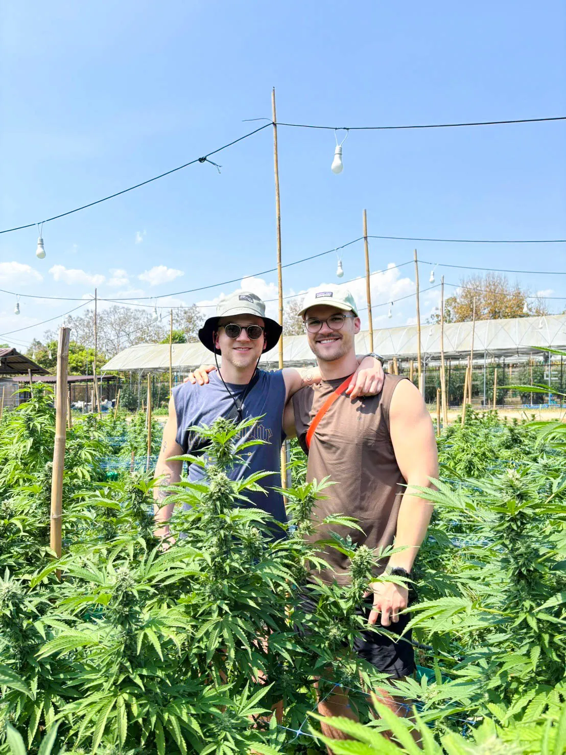 Couple walking between cannabis plants with their farm guide