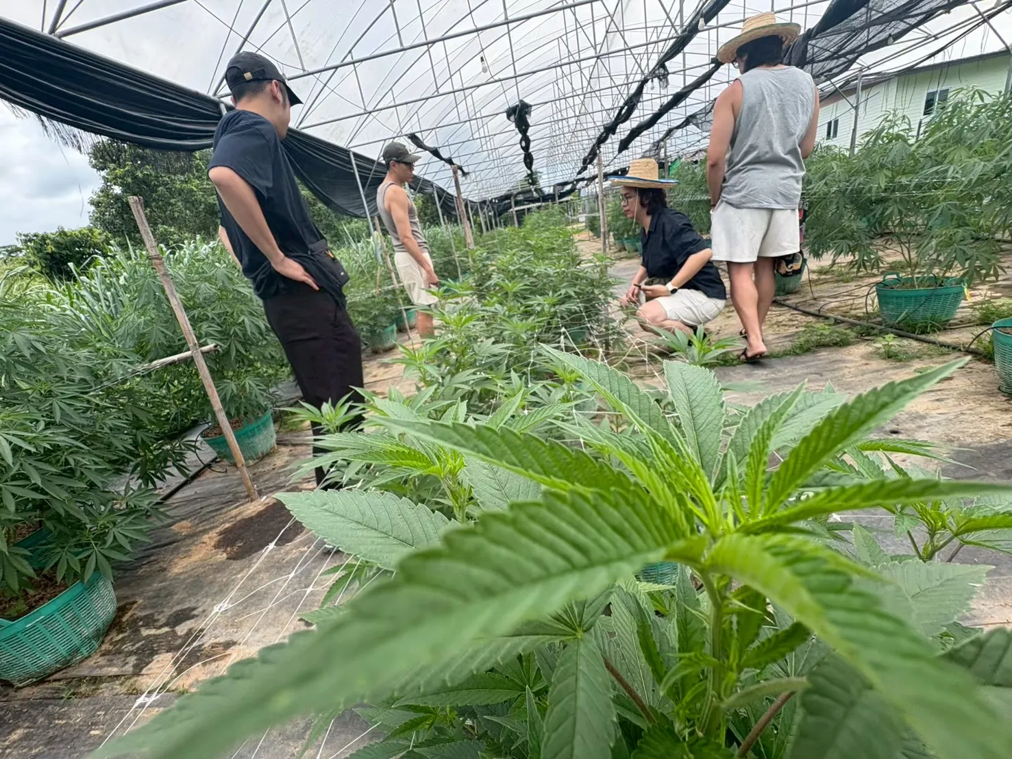 Guests closely inspecting flowering cannabis plants