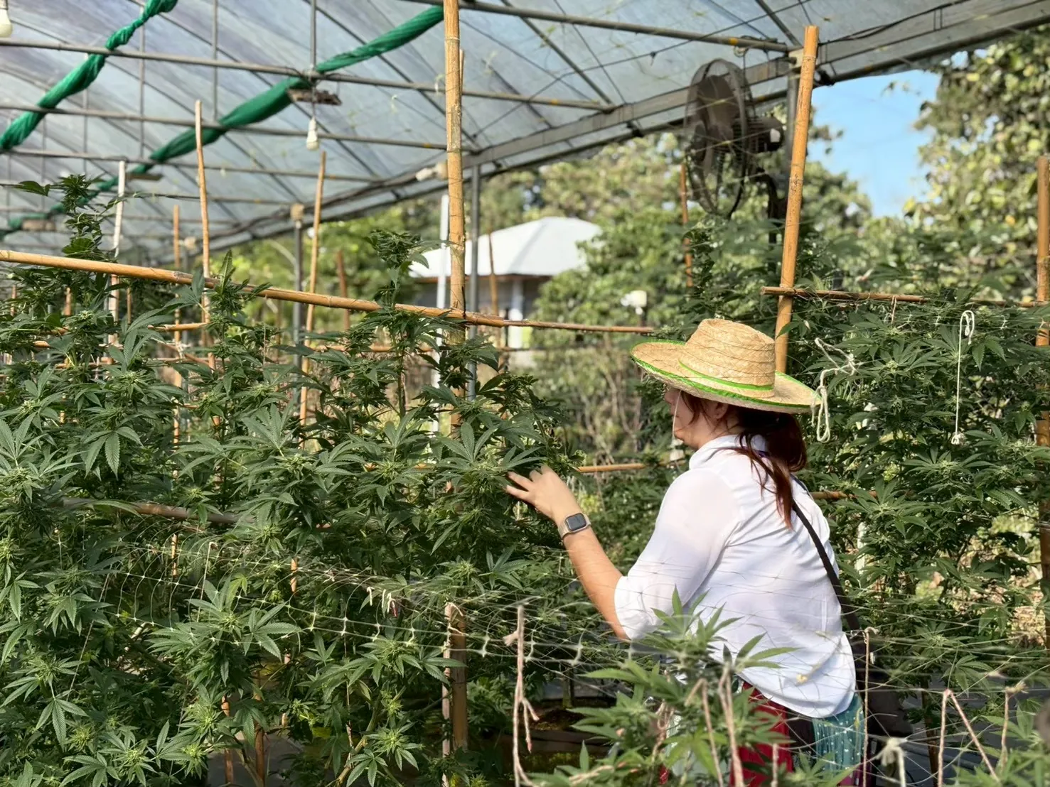Happy Herb guide explaining plant care beside the crop