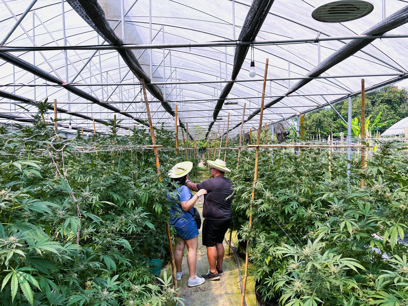 Tour guests walking between rows of cannabis plants