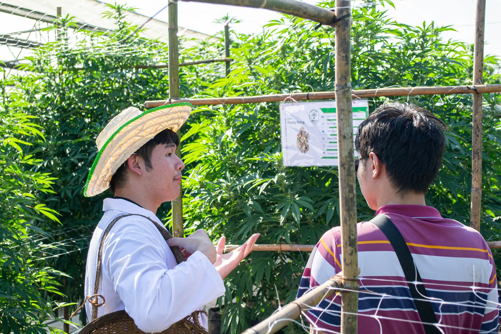 Farm guide introducing cannabis cultivation to a visitor