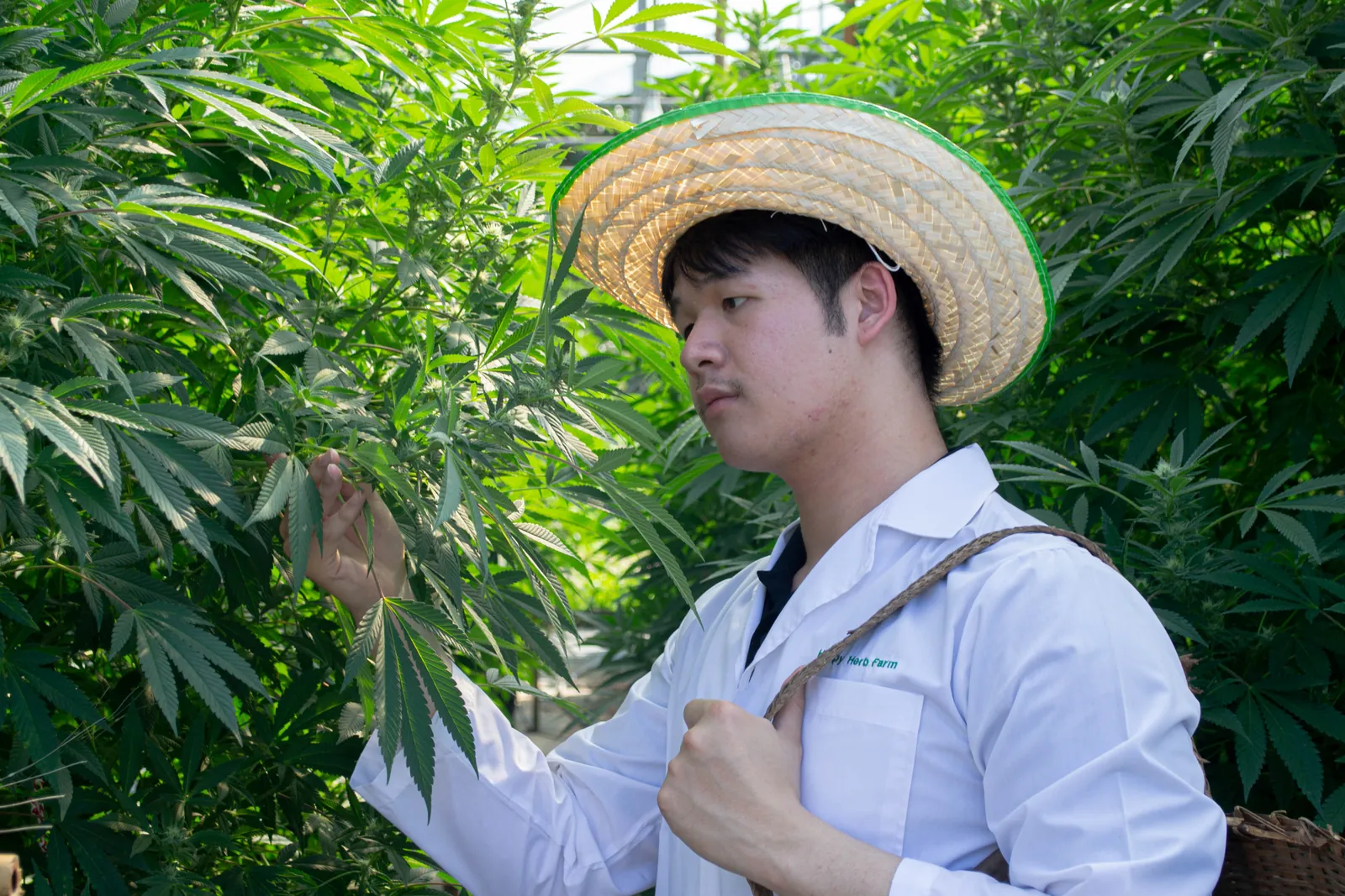 Happy Herb guide showing a visitor how cannabis plants are cared for