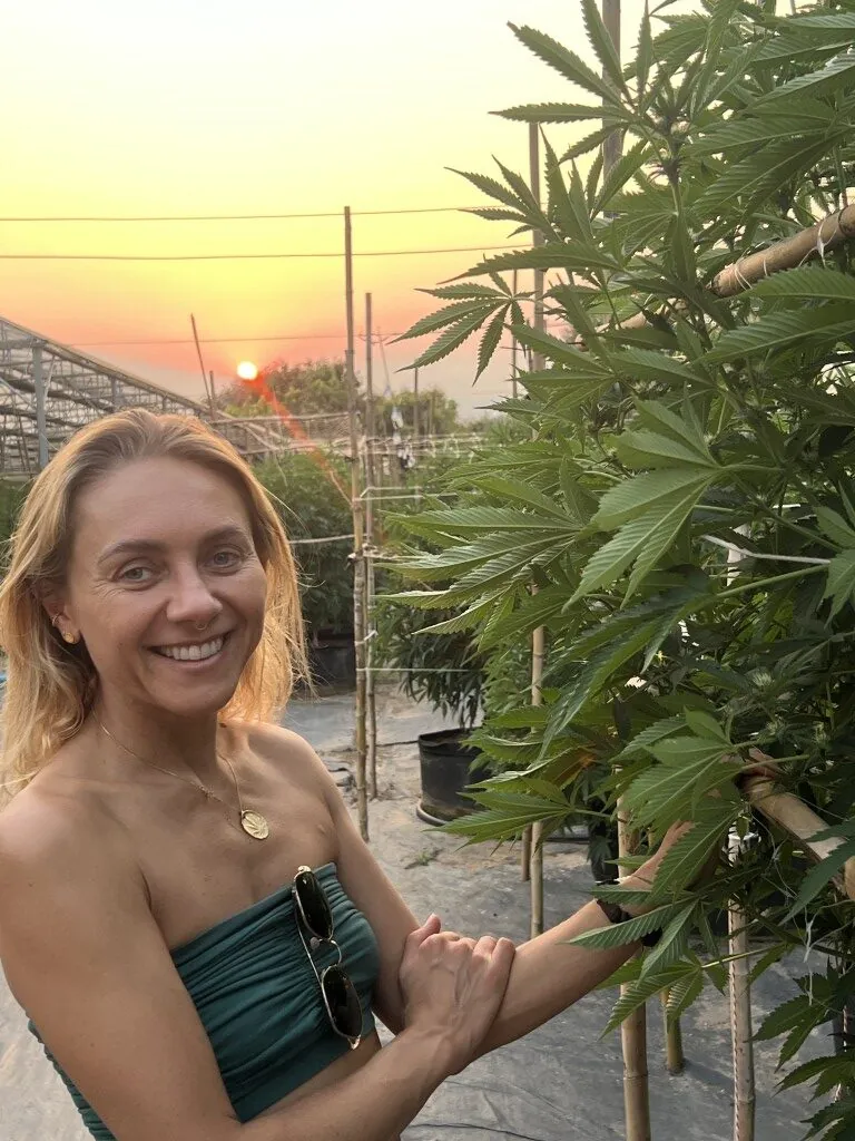 Traveller taking a photo with cannabis plants at sunset