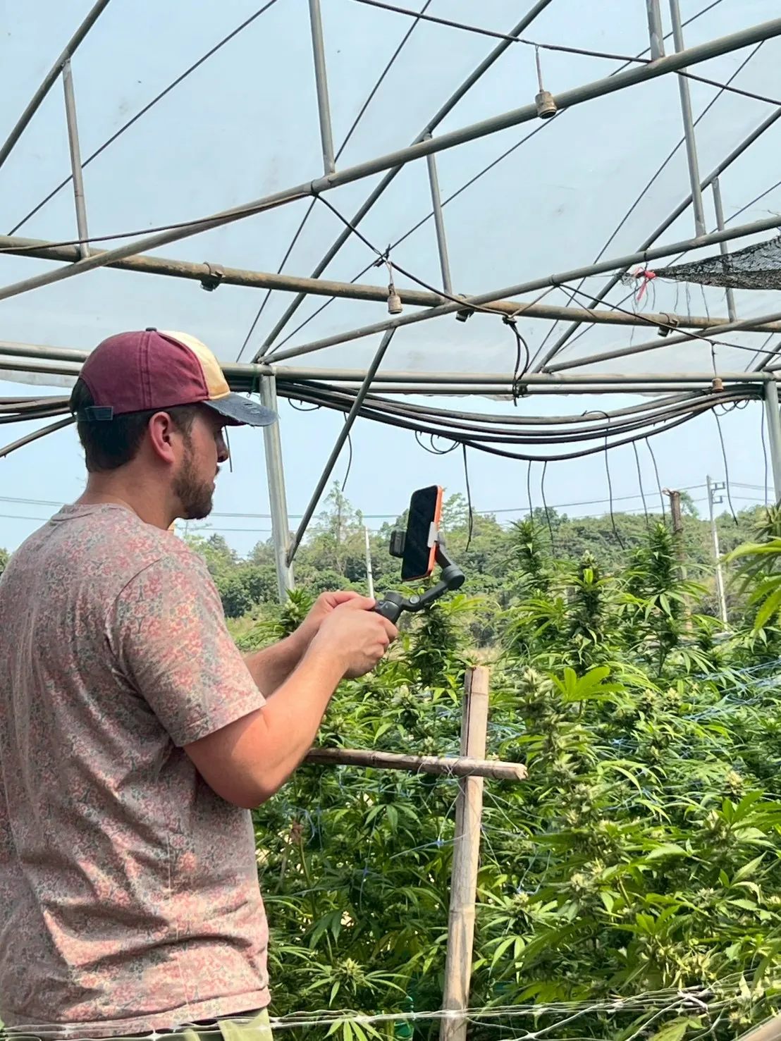 Guest photographing cannabis plants in the greenhouse