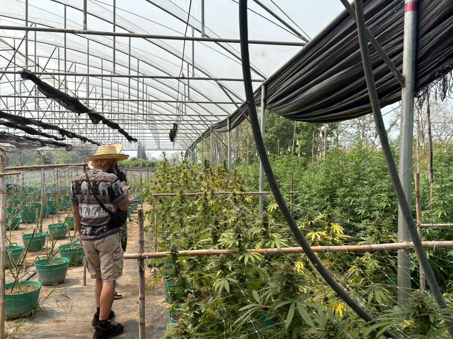 Visitor exploring rows of cannabis plants under the greenhouse roof