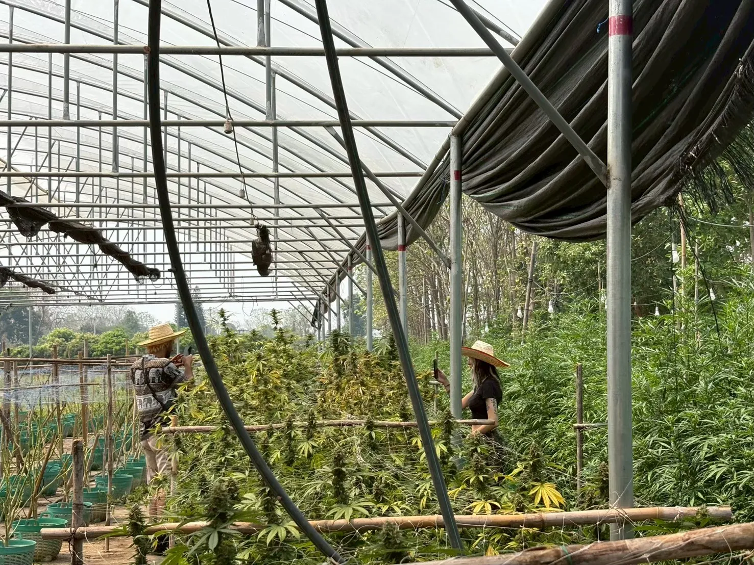 Guided walk through a mature cannabis cultivation area