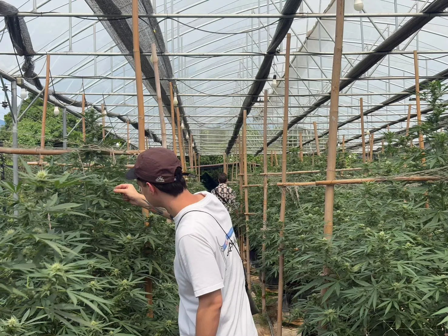 Visitor examining plants during a guided greenhouse tour