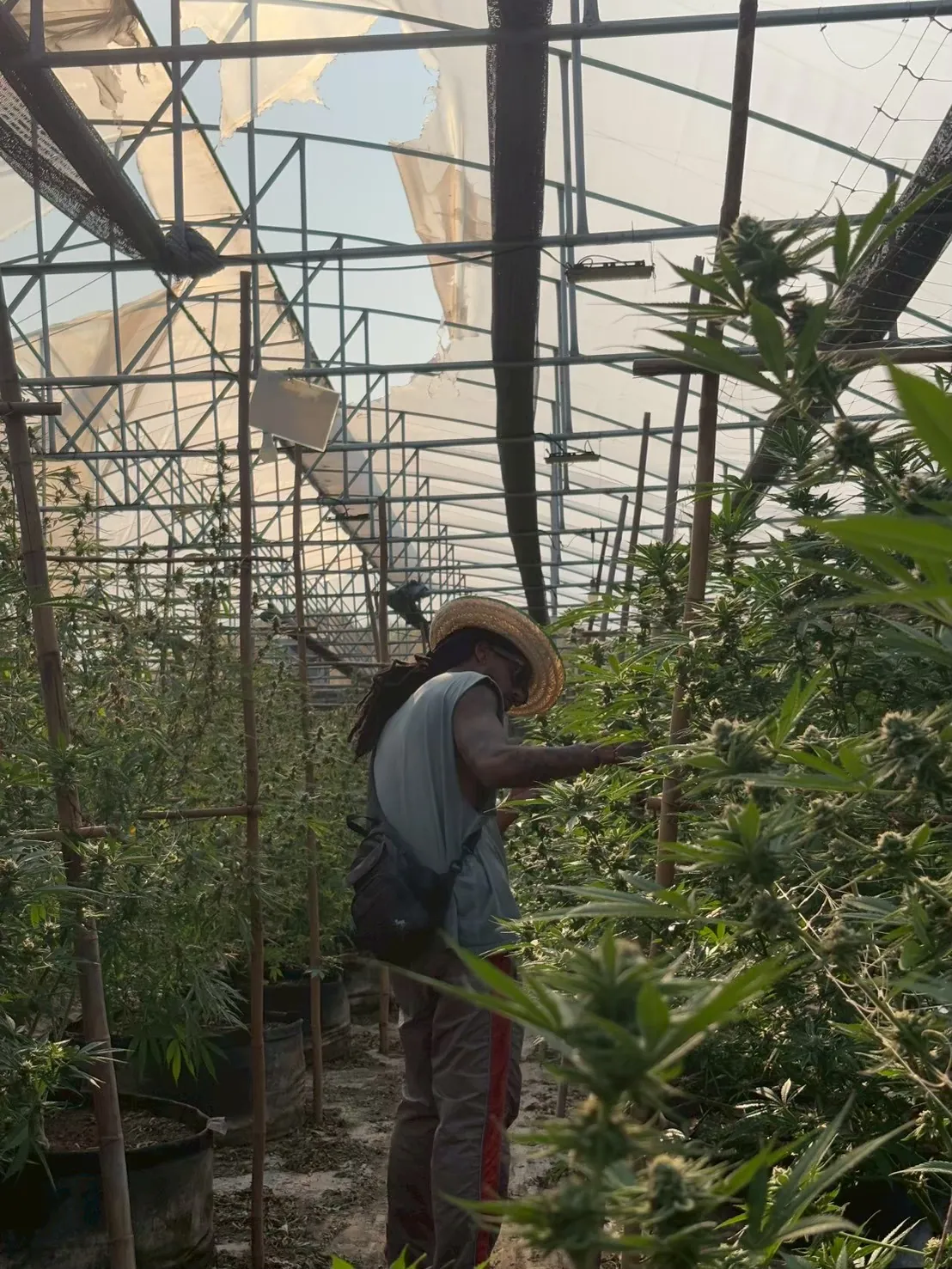Guest walking through a dense cannabis greenhouse