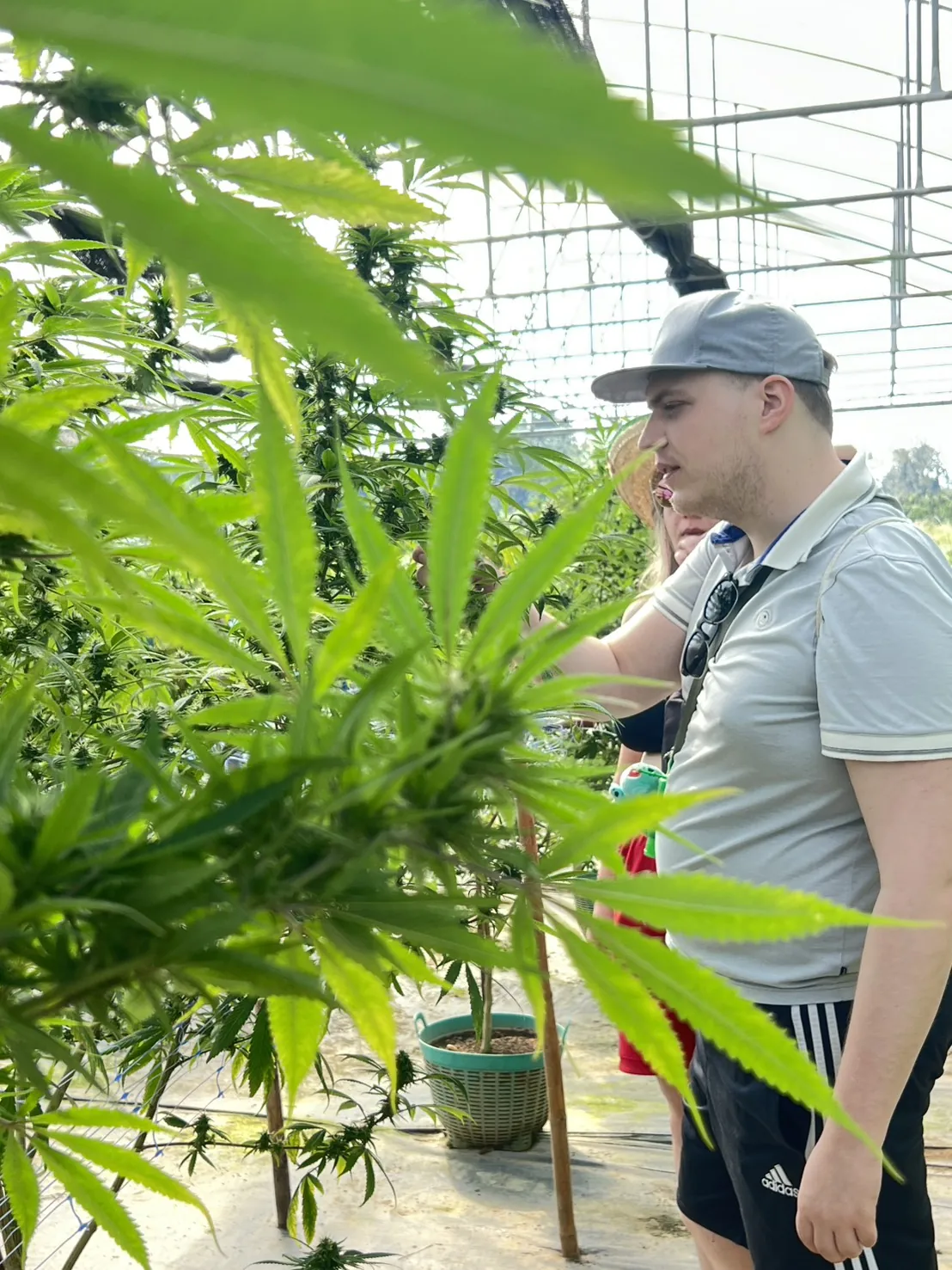 Close-up farm visitor learning about cannabis plant health