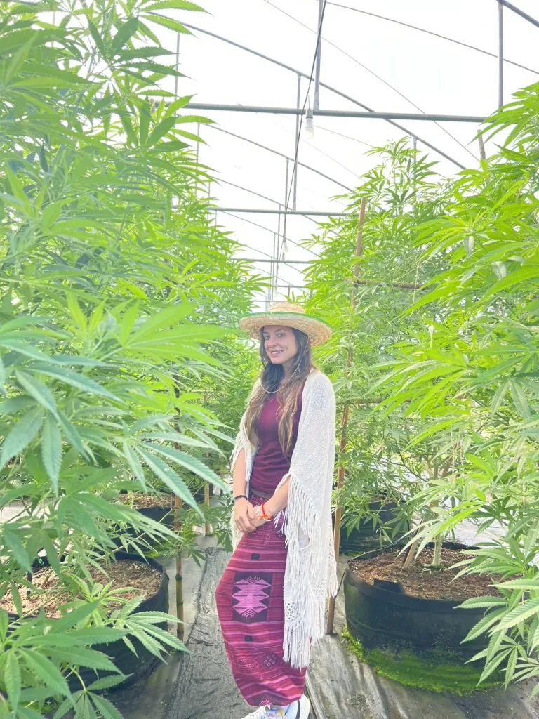 Traveller posing among tall cannabis plants in Chiang Mai