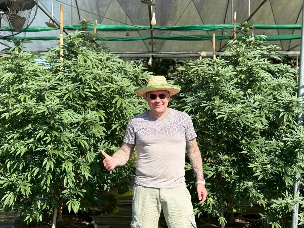 Guest standing beside mature flowering cannabis plants