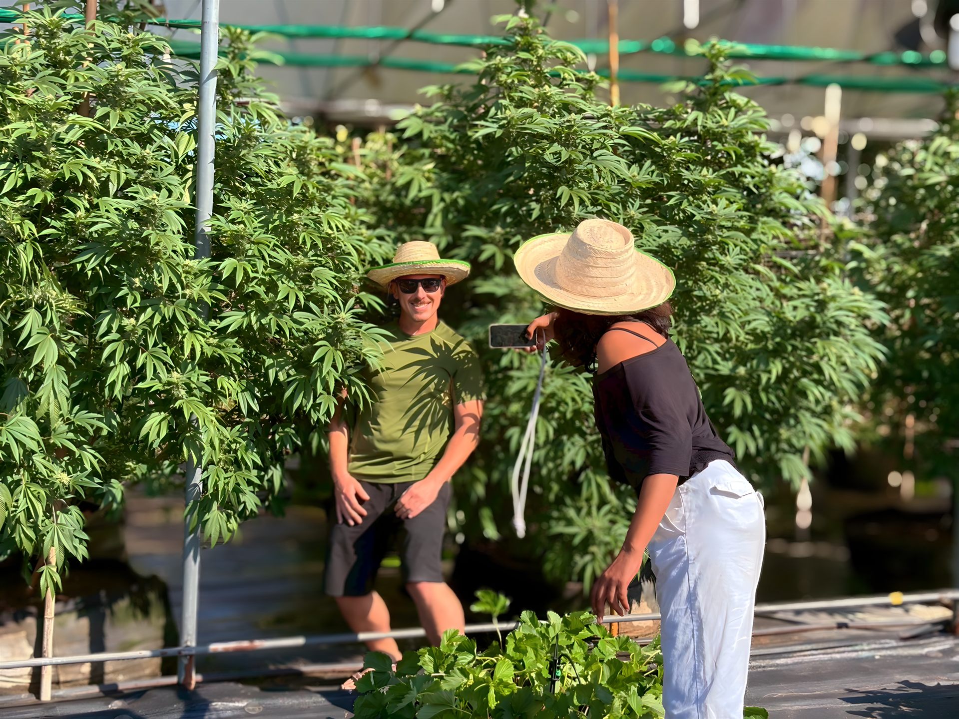 Guests exploring cannabis plants in the Happy Herb greenhouse