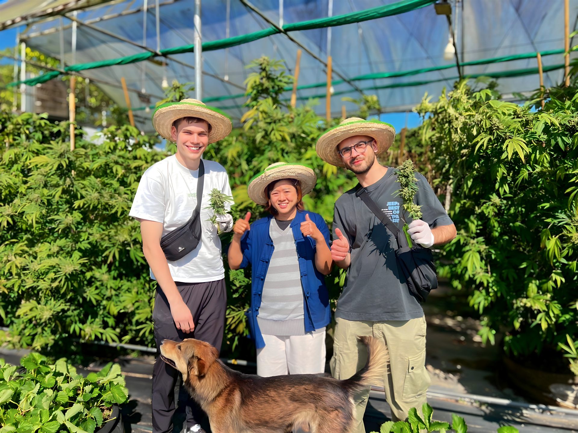 Small-group cannabis farm tour in Chiang Mai